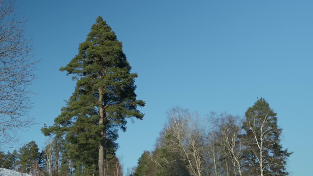 Un pino con uno sfondo di cielo blu.