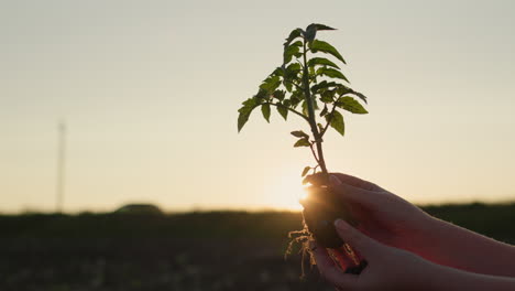 las manos del agricultor sosteniendo una planta de tomate al atardecer