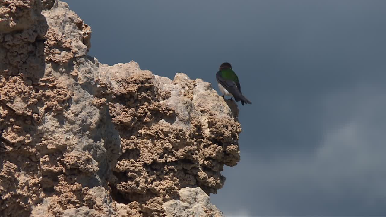 Rondine con piume verdi iridescenti si posa sul bordo di una roccia di tufo testurizzata sotto un cielo nuvoloso al Lago Mono.