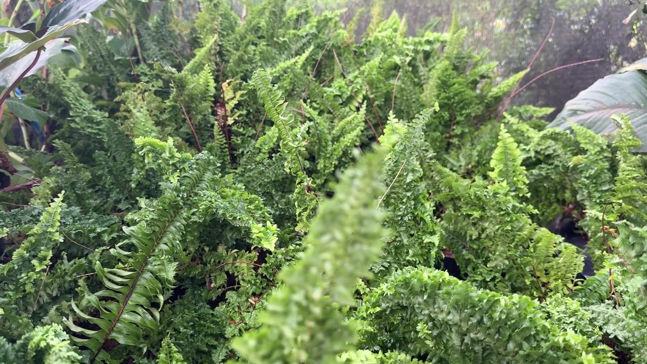 Felci verdi lussureggianti e fogliame in un giardino botanico