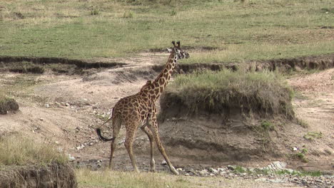 macho jirafa bebiendo de un pequeño arroyo