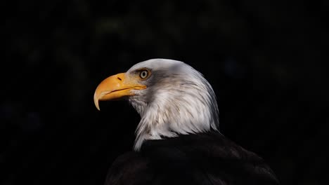 majestic bald eagle close-up