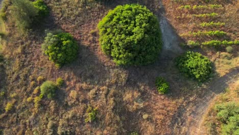 toma aérea sobre los viñedos franceses cerca de montpellier que han sido rociados con pesticidas tóxicos