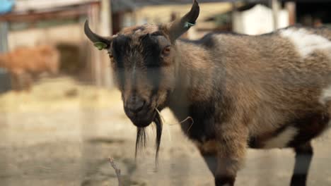 Closeup-shot-of-a-goat-in-slow-motion