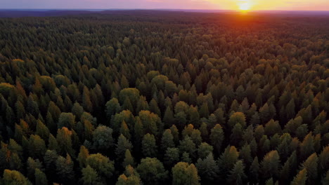 sunset over a coniferous forest