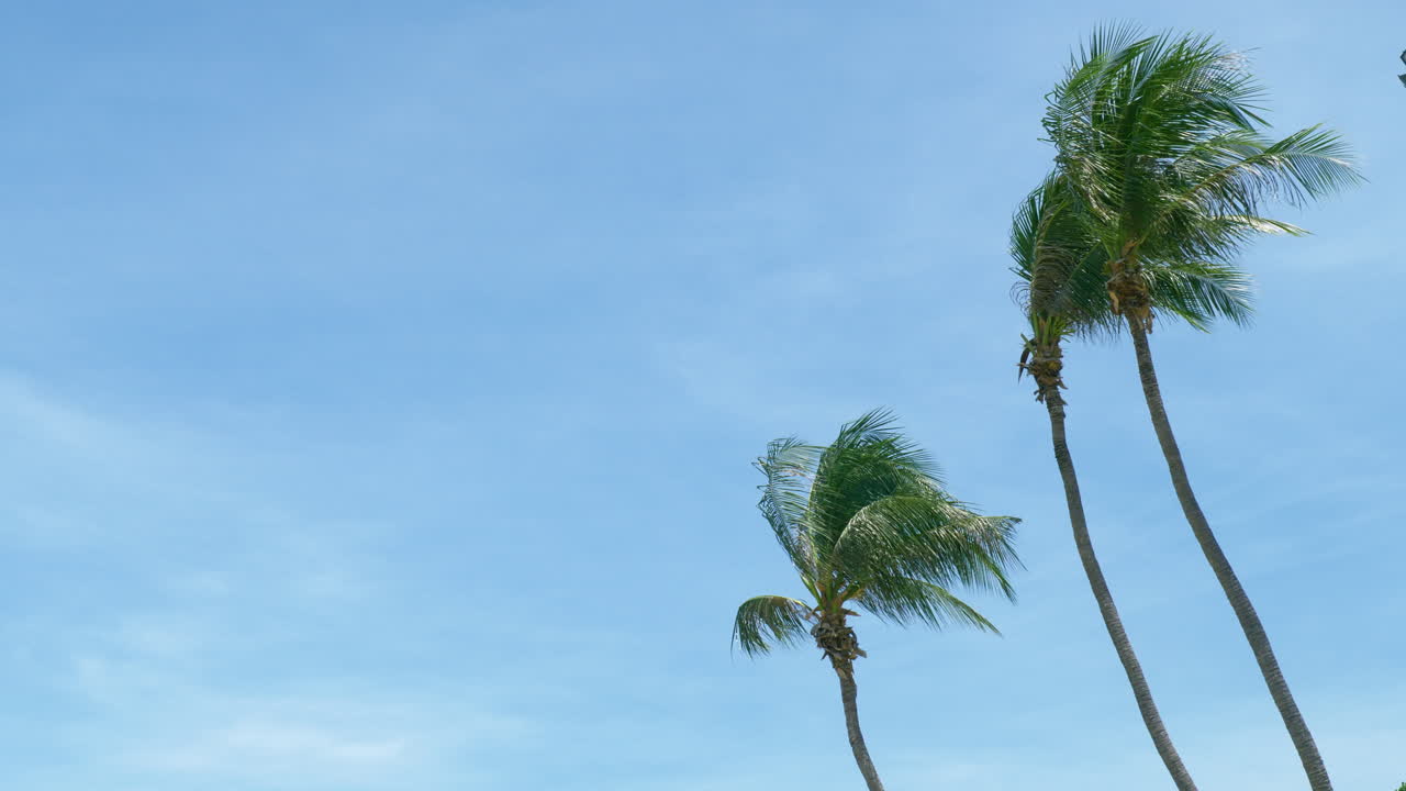 코코넛 야자나무 저면도