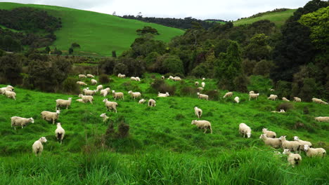 Ovejas-Vagando-Libremente-En-El-área-De-Catlins,-Nueva-Zelanda