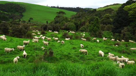 ovejas vagando libremente en el área de catlins, nueva zelanda