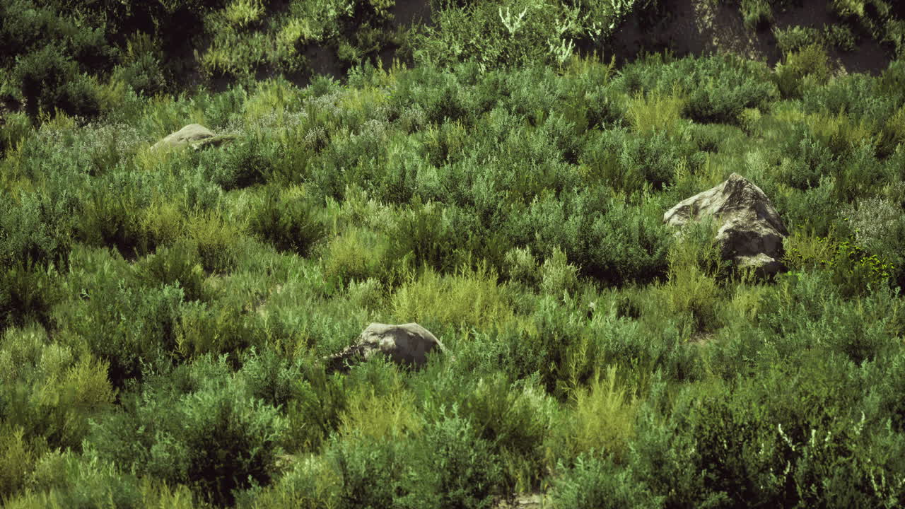 Lush green vegetation covering rocky terrain in sunlight on a warm day