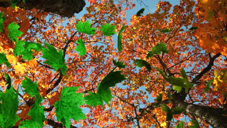 animation of multiple leaves falling over green forest