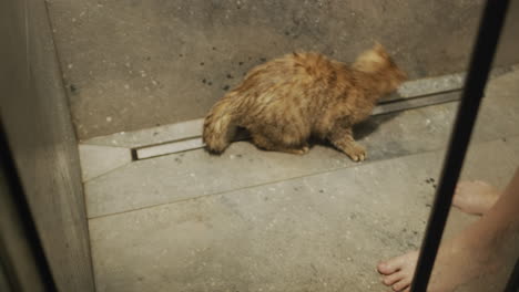 the owner plays with his cat in the shower. the cat is trying to catch the jets of water. top view