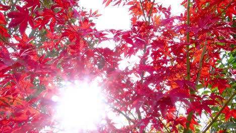 beautiful red and green autumn leaves with sun shining right between them, tenerife, spain