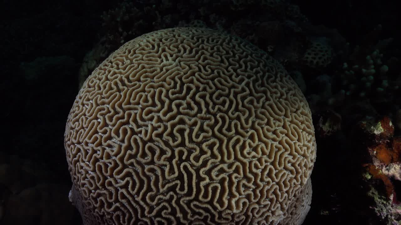 coral cerebro ranurado de cerca por la noche