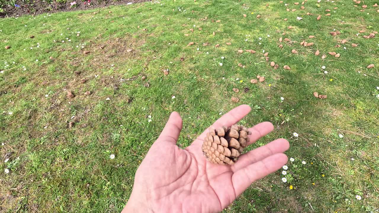 손 이 잔디 위 에 소나무 어리 를 회전 시키고 있다