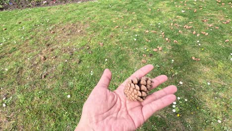 Hand rotating a pine cone over grass