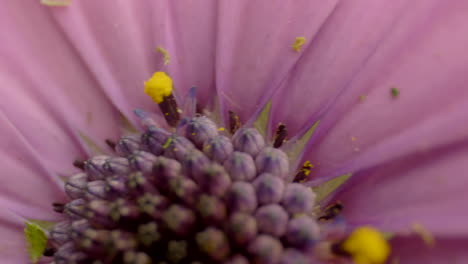 detail shot of a natural flower