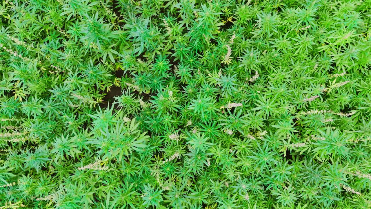 взгляд с воздуха на плантацию марихуаны с дующими растениями в природе