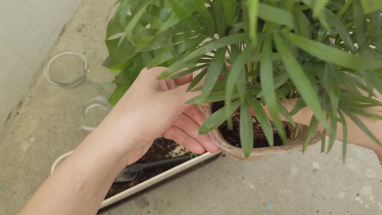 female hands transplanting Chamaedorea Elegans from a small pot to a bigger pot in the first-person point of view