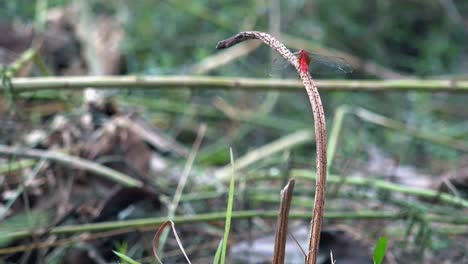 wide exterior static shot of red dragonfly on the dead grass in the day