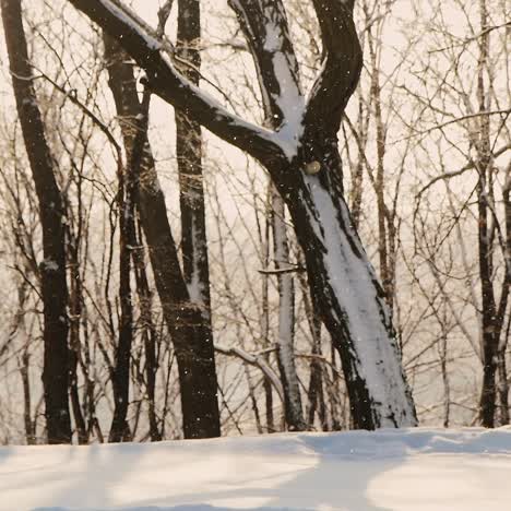 Hermosa-Escena-De-Invierno-Con-Nieve-Cayendo-A-La-Luz-Del-Sol