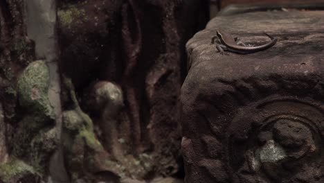 close shot of a lizard crawling on a rock