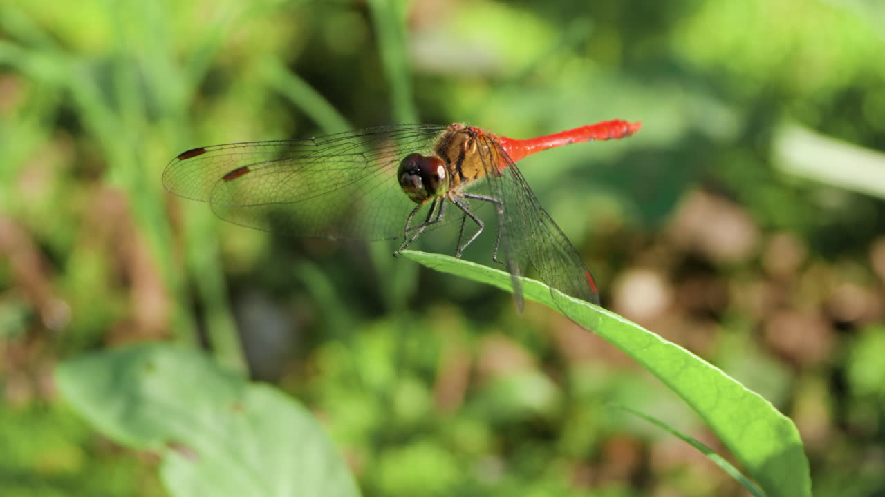 vista macro del otoño la libélula darter gira la cabeza en la punta de la hoja verde