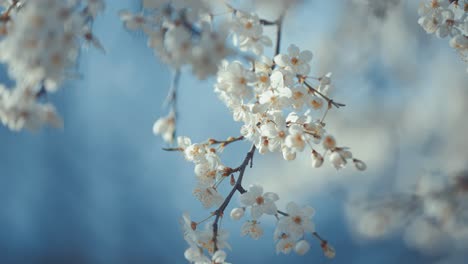 A-close-up-of-cherry-blossoms-reveals-their-subtle-pink-hues-and-detailed-stamen