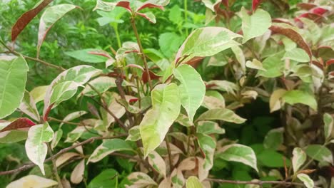 beautiful texture of plant leaves red and green color excoecaria cochinchinensis