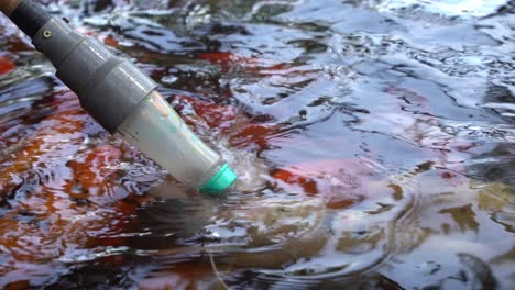 popular tourist activity, milk bottle feeding oriental koi fish, amur carp, cyprinus rubrofuscus with various colors and floral prints at langkawi wildlife park, malaysia, southeast asia