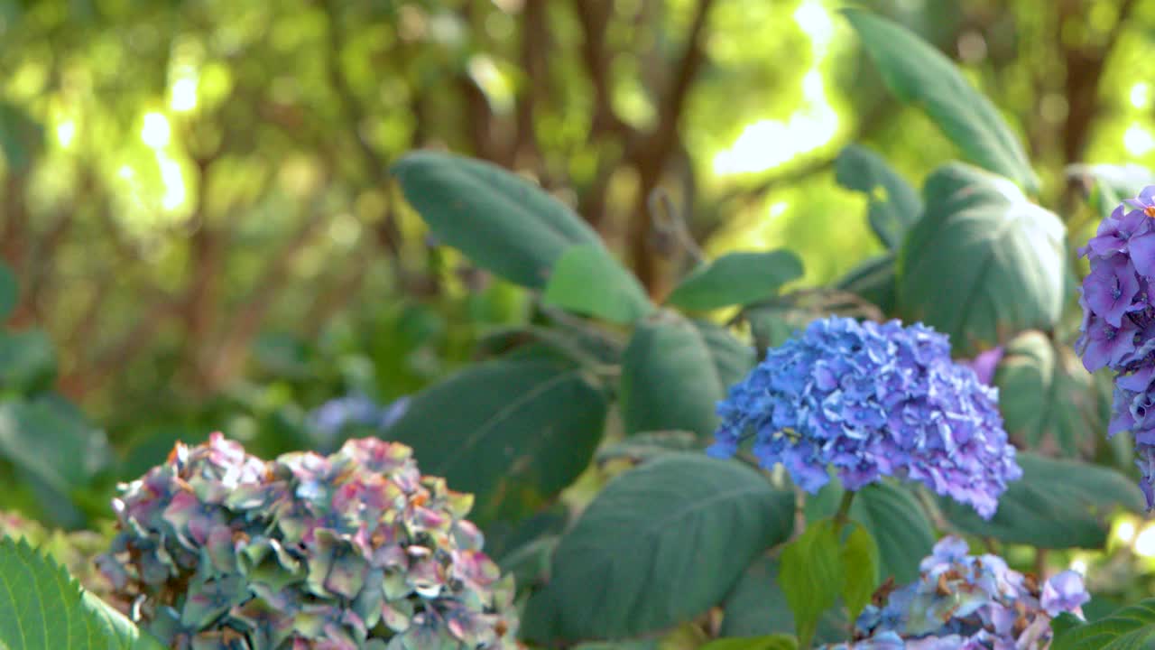 Hydrangea macrophylla flowers gently swaying outdoors, soft natural sunlight, smooth lateral camera pan