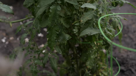 Rain-Water-Dripping-off-Vegetable-Plants-in-Garden