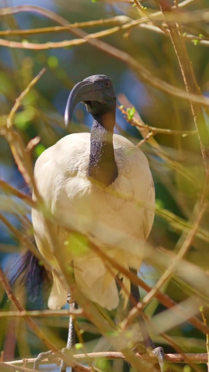 Ibis sacro africano che riposa su un ramo d'albero