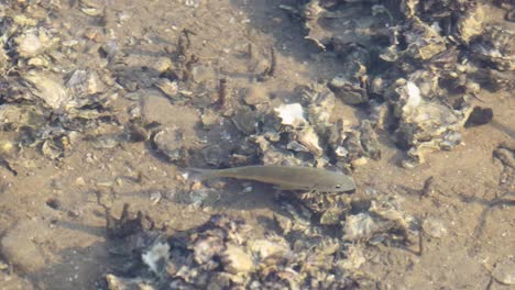 observación de peces y desechos marinos en el fondo marino