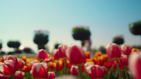 cámara moviéndose a través del jardín de flores bajo el cielo azul. silueta de mujer desconocida.