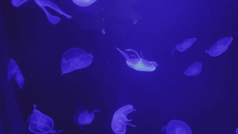 jellyfish in aquarium