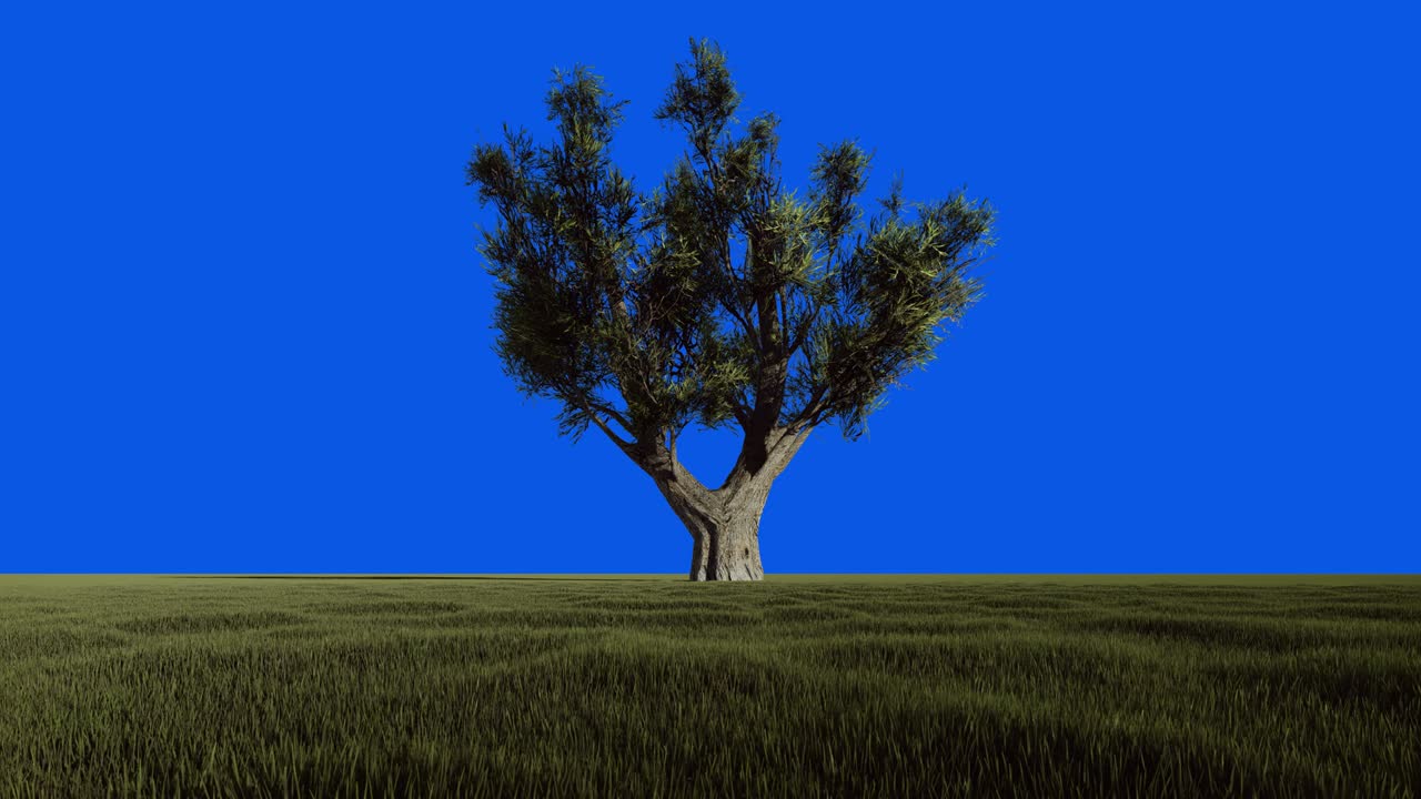 아프리카 올리브 오일 앤 더 블루 스카이, 루프, 크로마 키, 블루 스크린, 4k