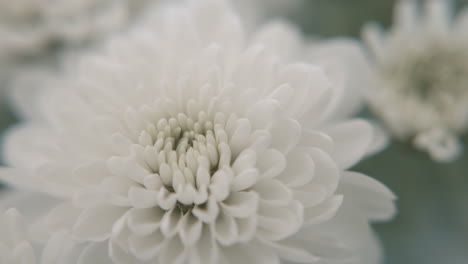 blossoming white chrysanthemums in shallow depth of field