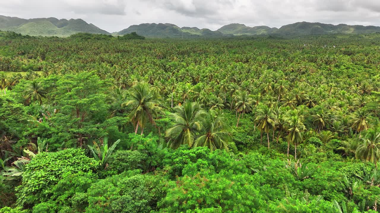 Vast coconut plantation stretching across the verdant terrain of Siargao Islands, Philippines, surrounded by rolling hills and tropical vegetation under cloudy sky, creating a serene natural panorama
