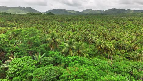 vast coconut plantation stretching across the verdant terrain of siargao islands, philippines, surrounded by rolling hills and tropical vegetation under cloudy sky, creating a serene natural panorama