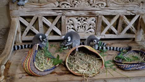 Los-Lémures-Divertidos-Comen-Comida.