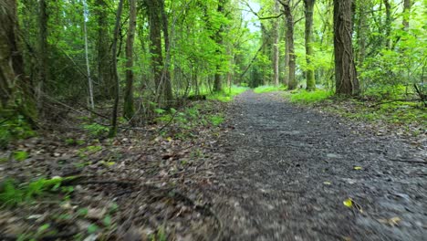 Low-flight-along-woodland-path-in-bluebell-woods-in-Spring-vibrant-colours-of-foliage-coming-into-leaf-and-blue-haze-of-bluebells-in-clearings