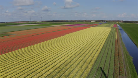 Vista-Aérea-Desde-Drones-Sobre-Coloridos-Campos-De-Tulipanes,-Molinos-De-Viento,-Turbinas-Eólicas-Y-Trabajos-Agrícolas-En-El-Campo-Holandés