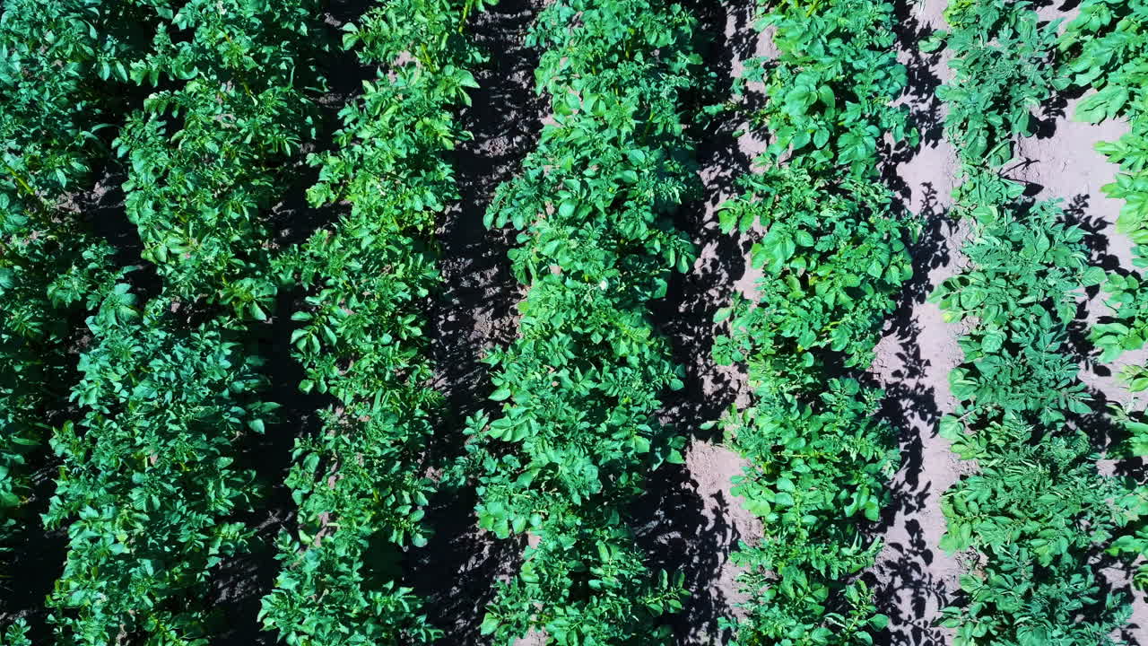 vista aérea del campo de patatas