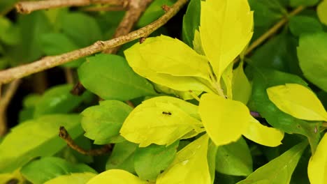 primer plano de hojas de color verde brillante con hormigas y gotas de agua