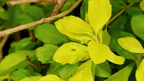 close-up of bright green leaves with ant on it and water droplets