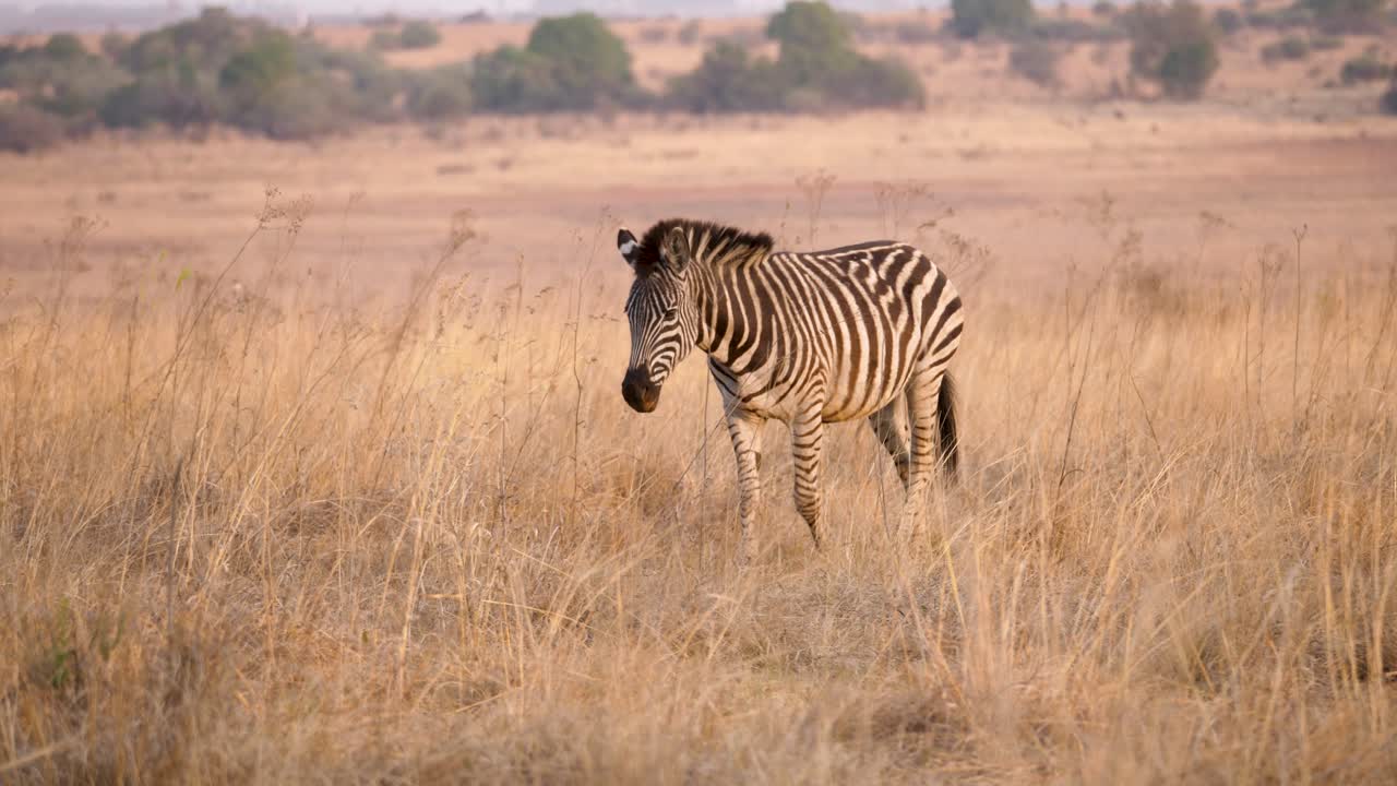 una zebra di pianura cammina tra le alte erbe di un parco faunistico in sud africa