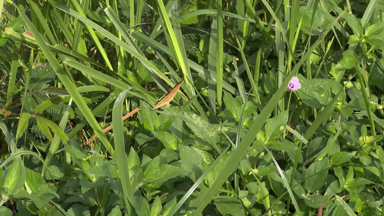 A brown butterfly was perched on the green grass. It appeared still, its wings motionless