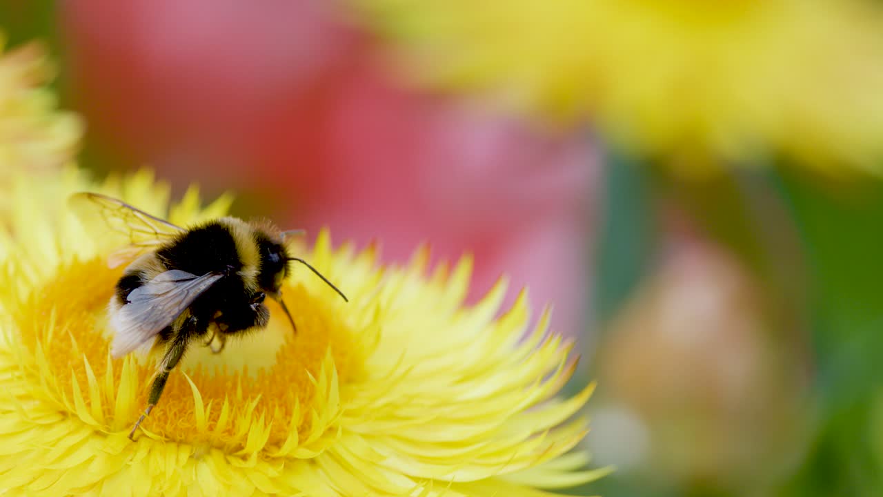Bumblebee gathers pollen on yellow daisy, macro view, natural daylight, shallow depth of field