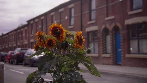 Sunflower-on-Welsh-streets,-Liverpool