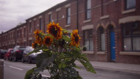 sunflower on welsh streets, liverpool